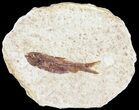 Knightia Fossil Fish - Wyoming #60874-1